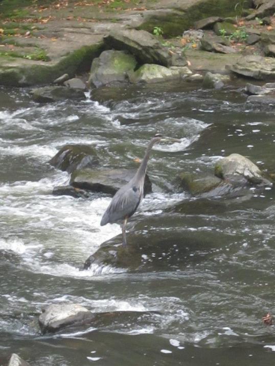 That blue heron caught several fish -- I was just too slow to photograph it